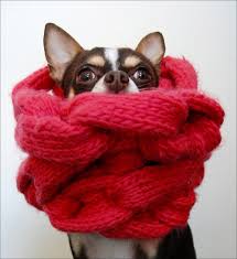 dog in scarf