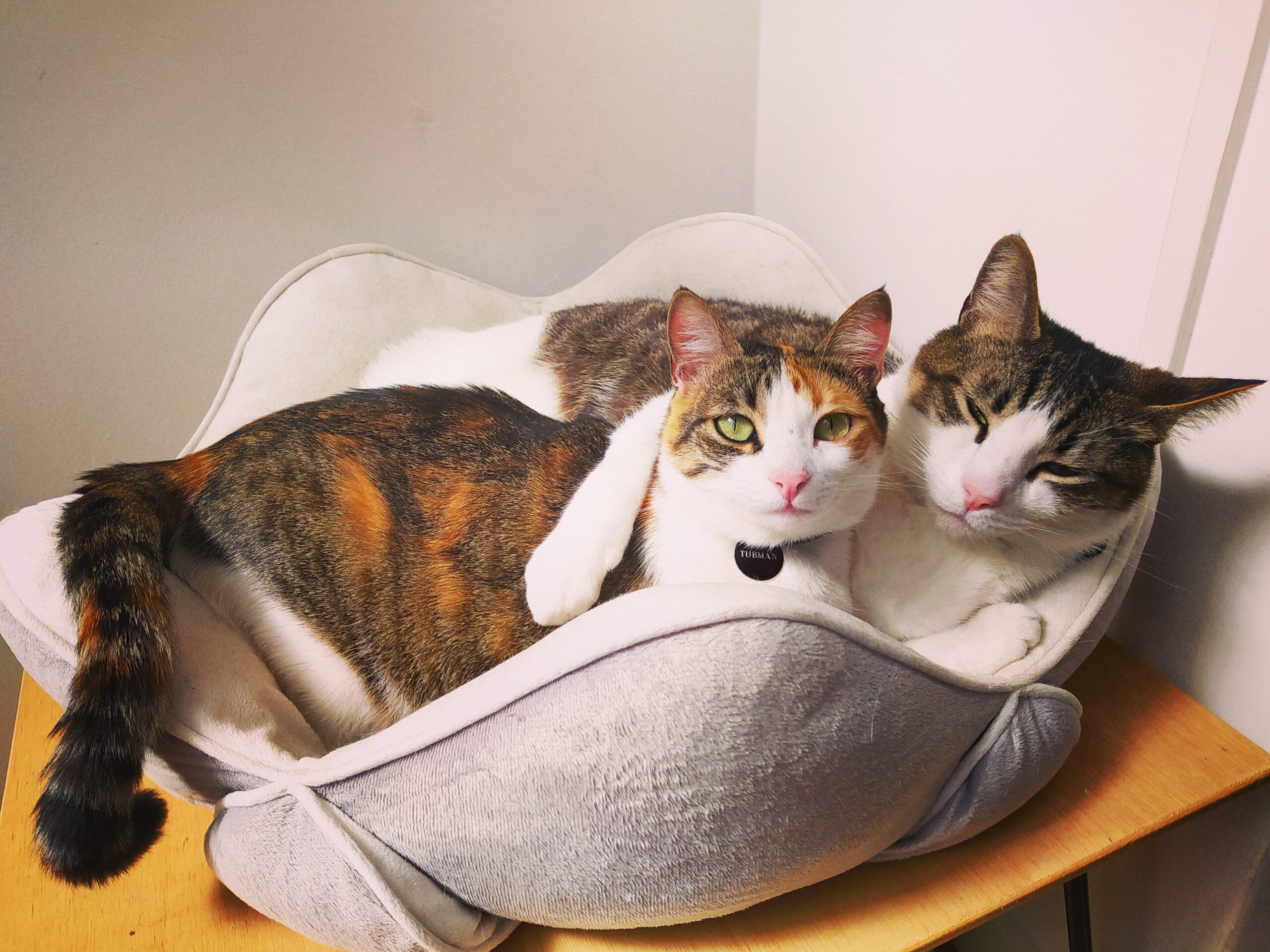 My two cats, Spinoza and Tubman.